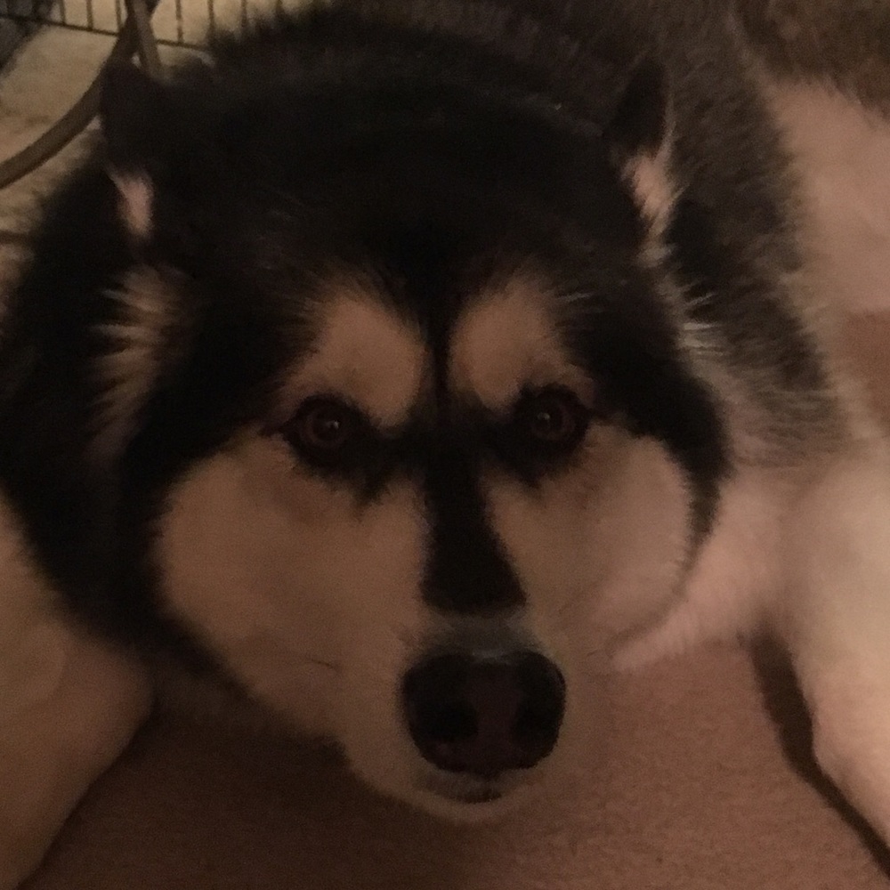 Meet your Posher, Dena